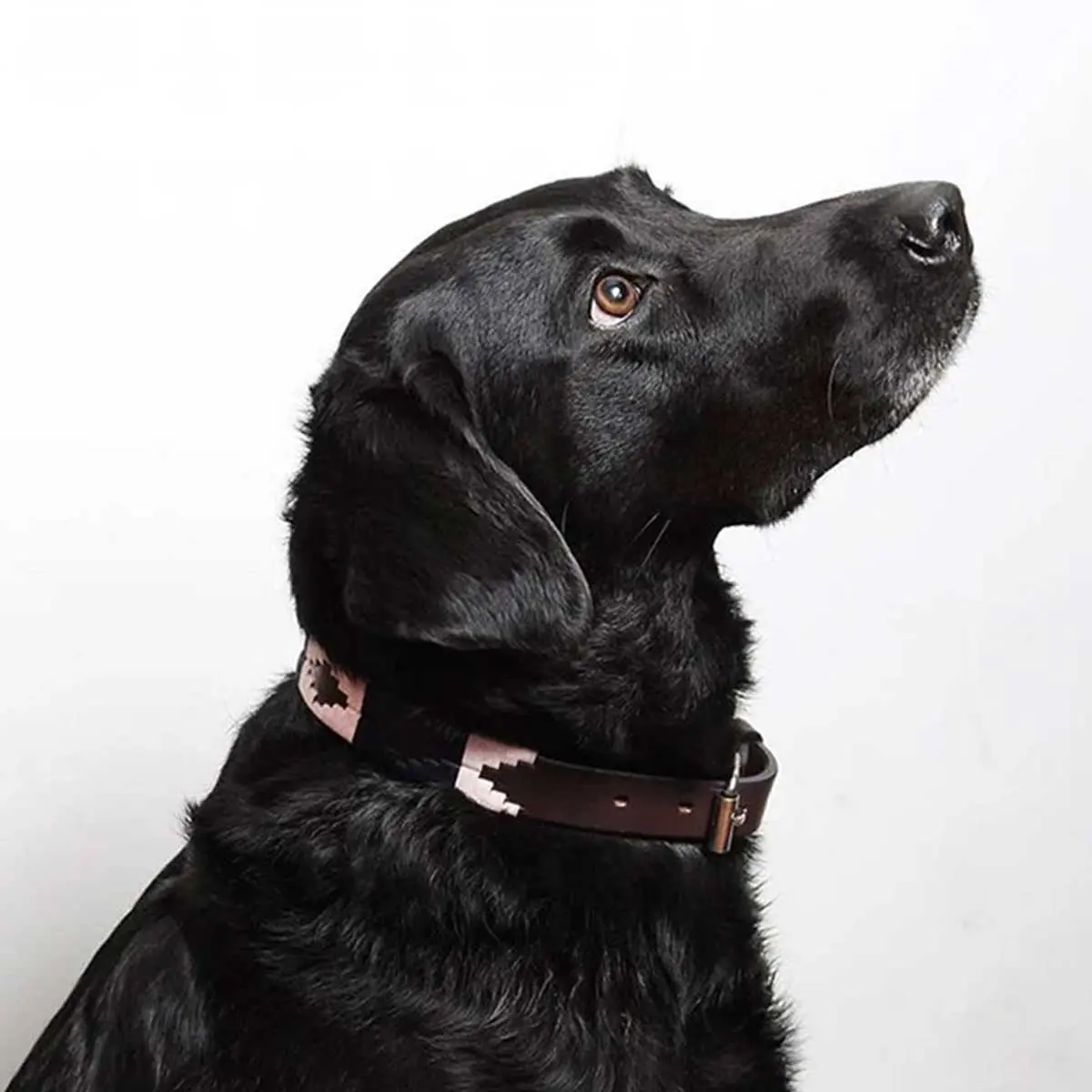 PAMPEANO Dog Collar - Hermoso - Image 2
