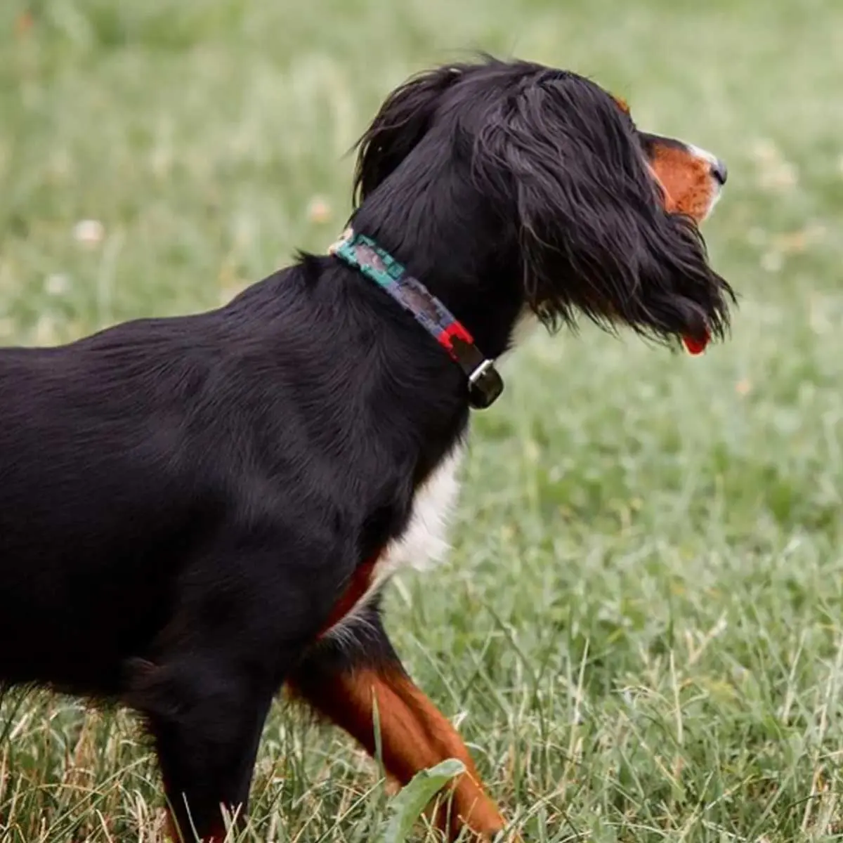 PAMPEANO Dog Collar - Navidad - Image 2