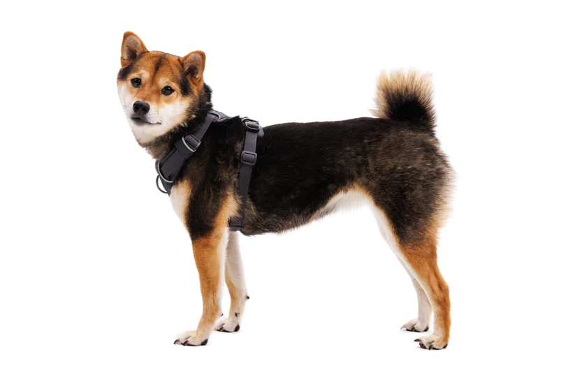 RUFFWEAR Front Range Dog Harness - Basalt Grey - Image 3