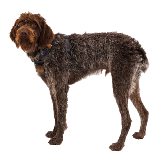 RUFFWEAR Front Range Dog Harness - Moonlight Mountains - Image 3