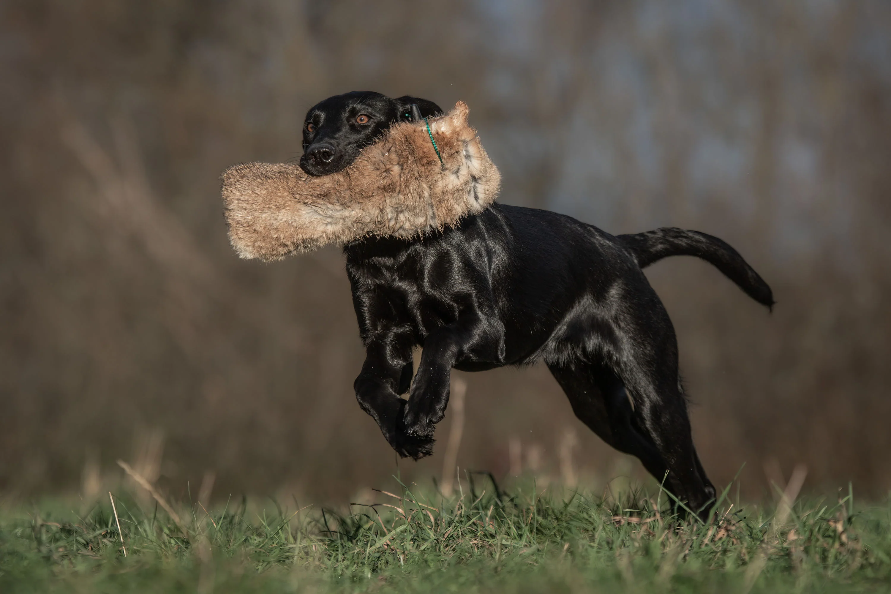 SPORTING SAINT 1/4 lb Rabbit Dummy With Throwing Toggle - Image 3