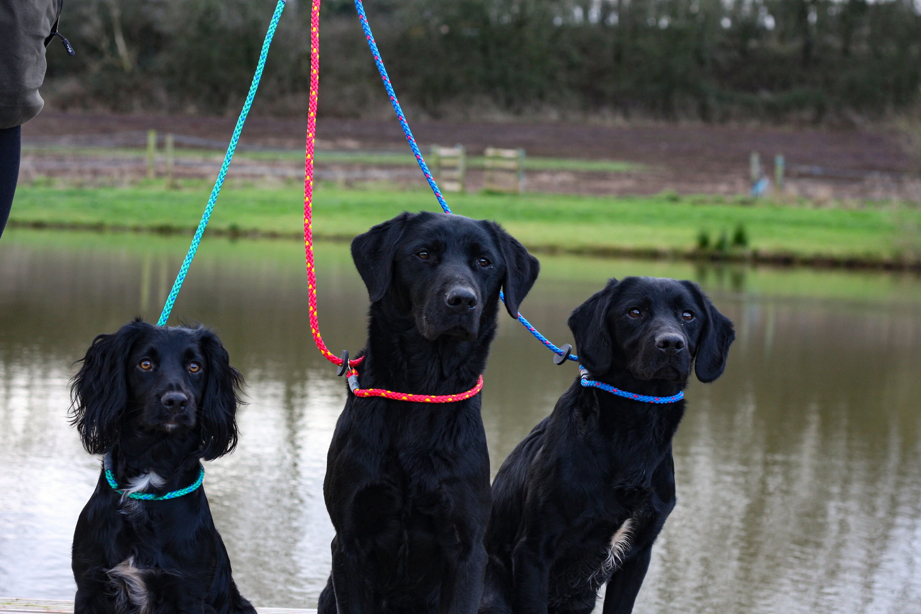 SPORTING SAINT Gundog Slip Lead - 1.5M - Image 2